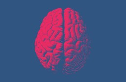 brain