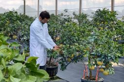 researcher touching a plant