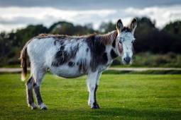 spotted donkey